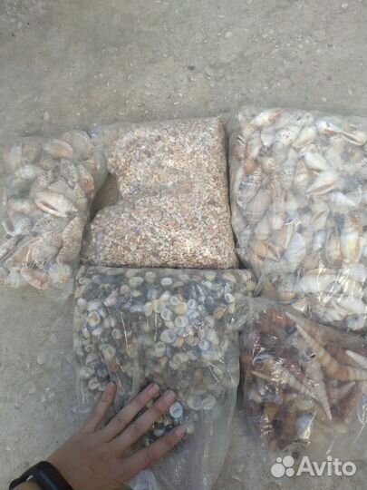 Морские ракушки раковины каури