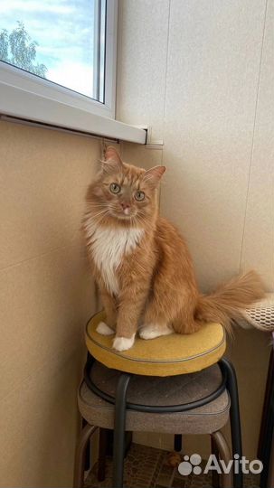 Кот и кошка