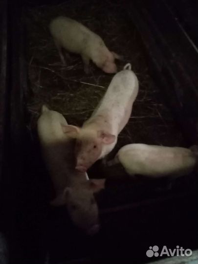 Поросята
