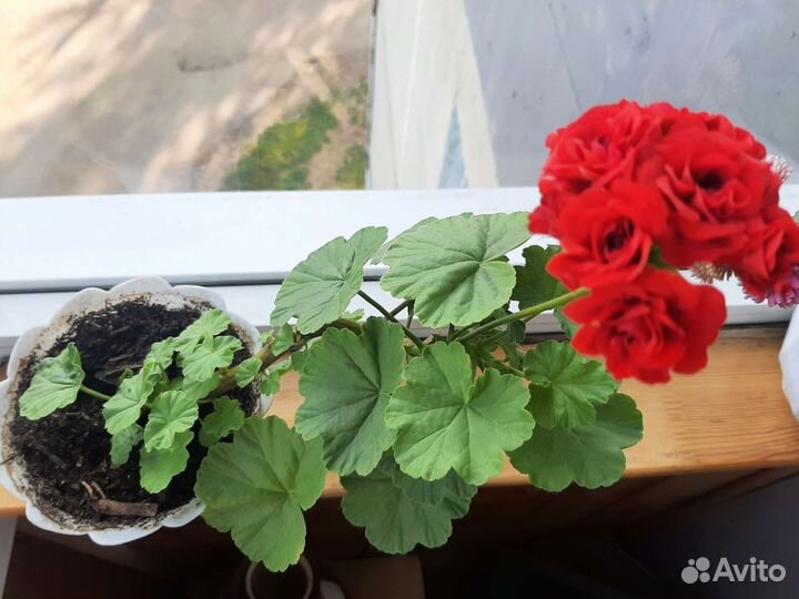 Пеларгония герань
