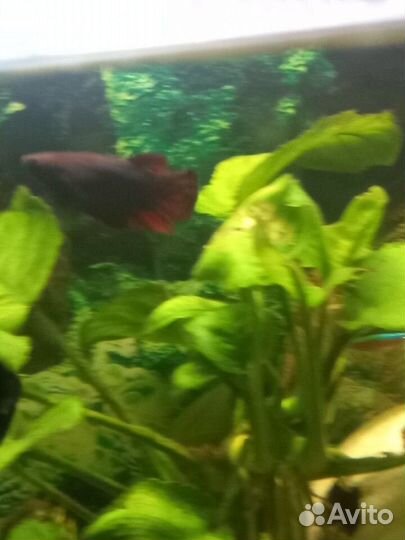 Самки петушка