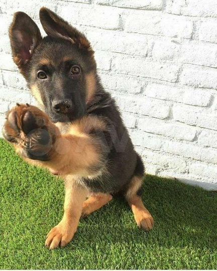 Участок 50 сот. (СНТ, ДНП)