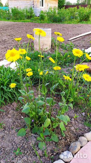 Многолетние цветы