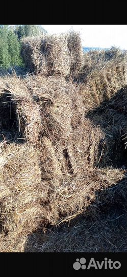 Продажа сена в тюках и рулонах Сено 2024 года