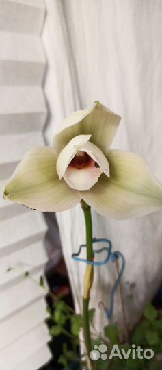 Орхидея ликаста