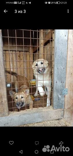 Собака в добрые руки отдам бесплатно