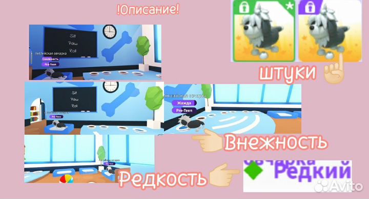 Австралийская собака адопт ми