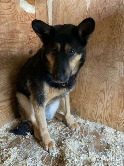 Спасите собаку Ричарда из приюта