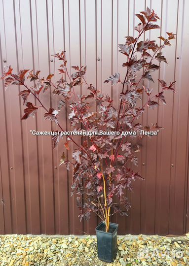 Растения для Вашего дома и сада