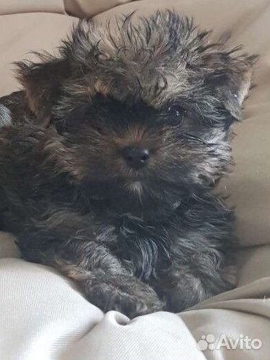 Йоркширский терьер