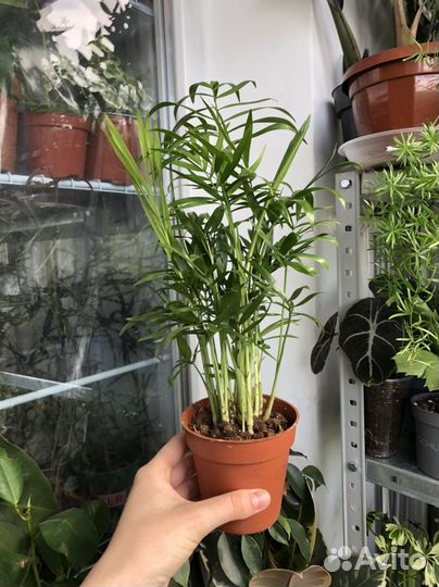 Пальма хамедорея