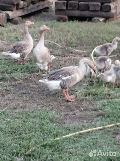 Гусиное мясо