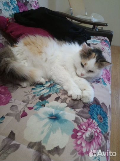 Отдам кошечку