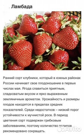 Саженцы клубники