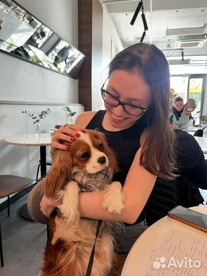 Аренда собаки для знакомств