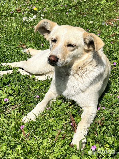 Собака в добрые руки