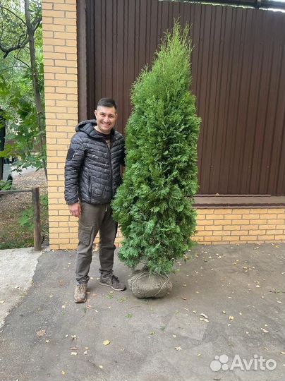 Туя Смарагд 220 см