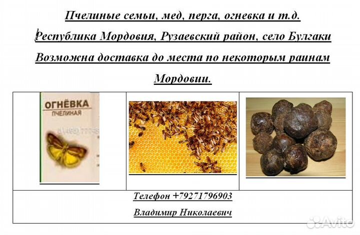 Пчелы, семья