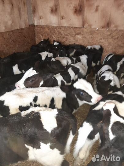 Телята бычки