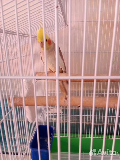 Попугай корелла с клеткой