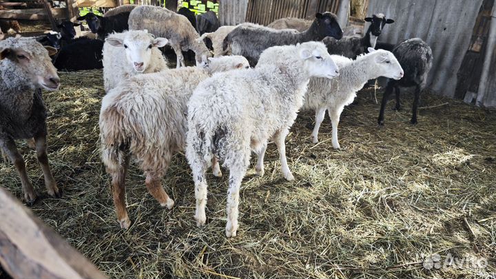 Ягнята на развод. Бараны северокавказский меренос