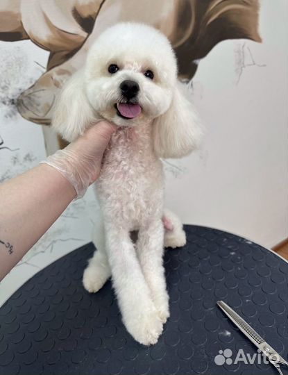 Грумер. Стрижка собак. Стрижка кошек. Груминг