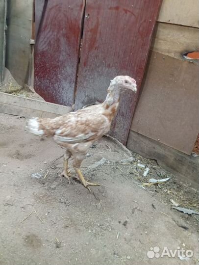 Бойцовая птица