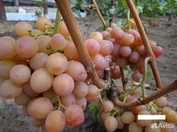 Виноград саженцы: Лора Ливия Анюта Рошфор