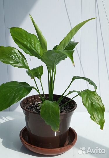 Комнатные растения Спатифиллум