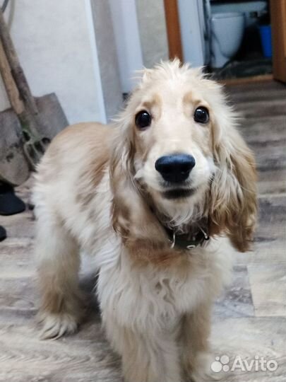 Собака спаниель