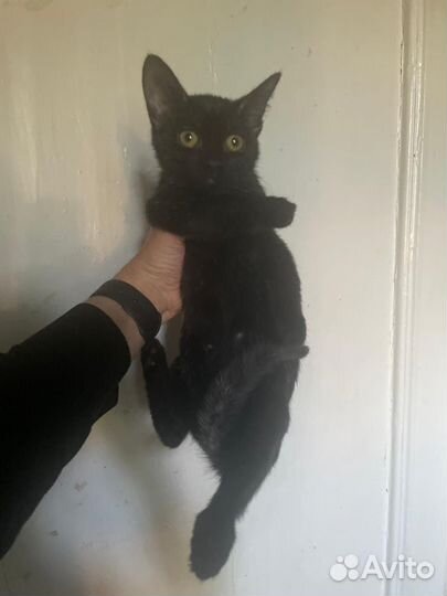 Котята в добрые руки бесплатно