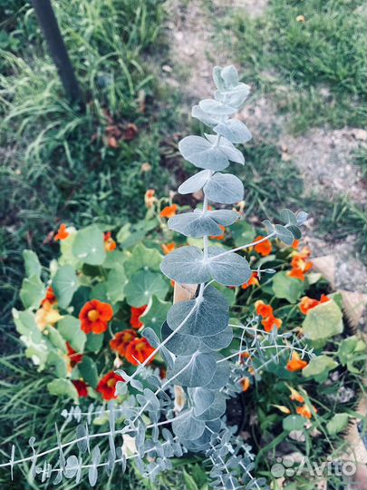 Эвкалипт саженец