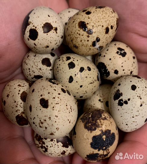 Яйца перепелиные домашние