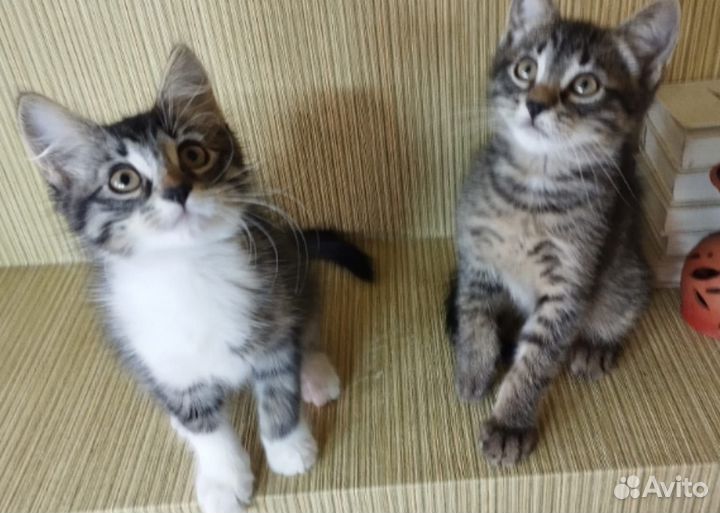 Милые котятки