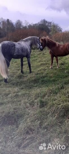 Лошадь вязка