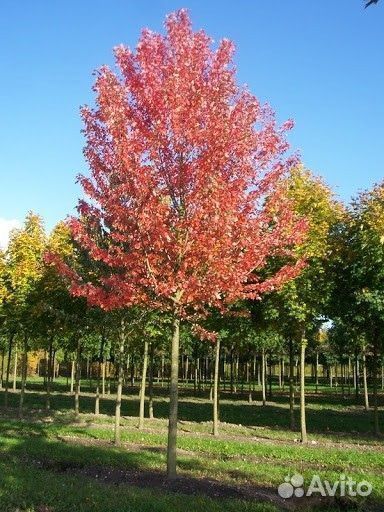 Клен красный