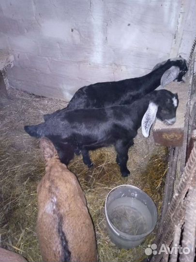 Нубийские козлята