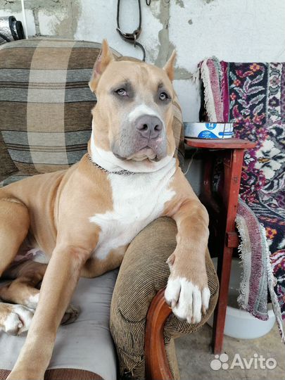Американский стаффордширский терьер