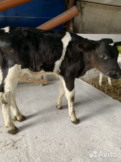 Бычки телки