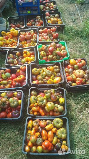 Семена томатов (частная коллекция)