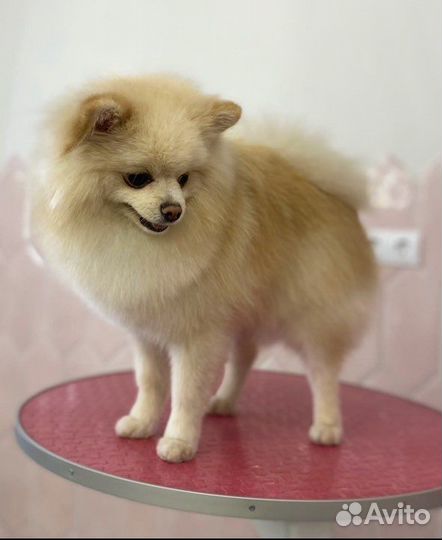 Грумер,стрижка собак,экспресс линька,тримминг