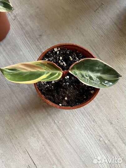 Строманта триколор