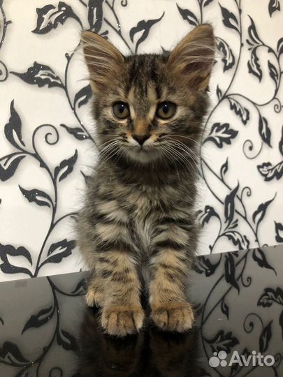 Британская кошка в дар