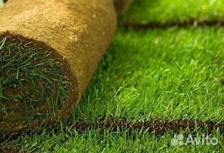 Продажа Рулонного газона