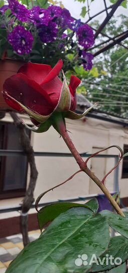 Кусты роз, разных цветов