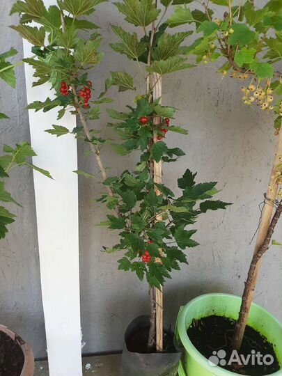 Смородиновое дерево