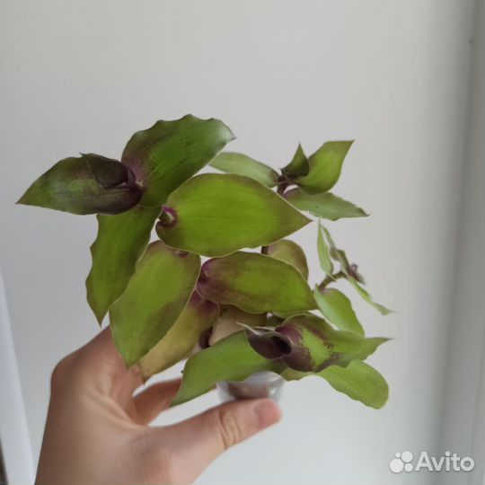 Шесть традесканций в одни руки