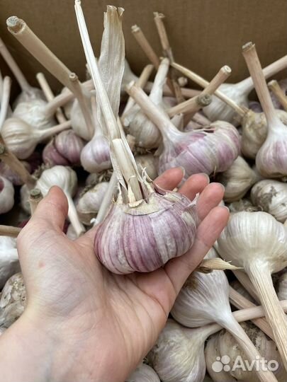 Чеснок