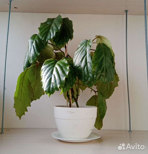 Тетрастигма — лиана