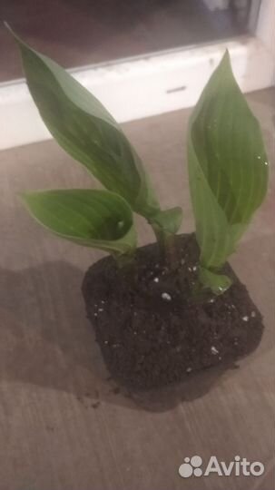 Хоста в ассортименте